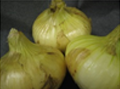新玉葱 静岡産