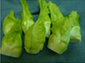 つぼみ菜 福岡産