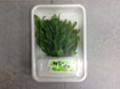 新茶の葉 福島産