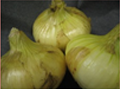 新玉葱 静岡産