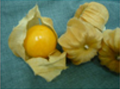 食用ほうづき