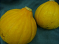 コリンキー 神奈川産