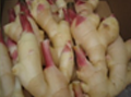 新根生姜 高知産