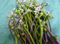 つるむらさきの花