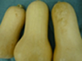 バターナッツ南瓜神奈川産