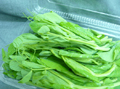 豆苗の新芽