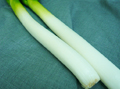 信長葱