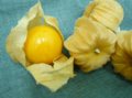 食用ほうずき