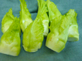 つぼみ菜